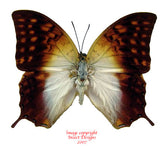Charaxes varanes (RCA)